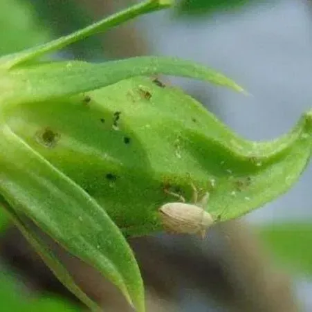 thumbnail for publication: The Hibiscus Bud Weevil (Anthonomus testaceosquamosus Linell, Coleoptera: Curculionidae)